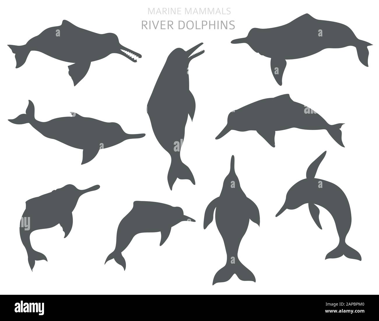 Set di delfini sul fiume. Collezione di mammiferi marini. Design in stile cartone animato piatto. Illustrazione del vettore Illustrazione Vettoriale