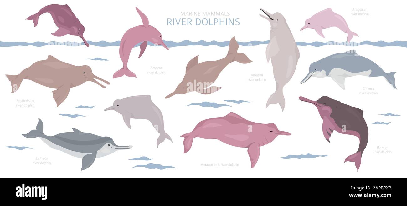 Set di delfini sul fiume. Collezione di mammiferi marini. Design in stile cartone animato piatto. Illustrazione del vettore Illustrazione Vettoriale