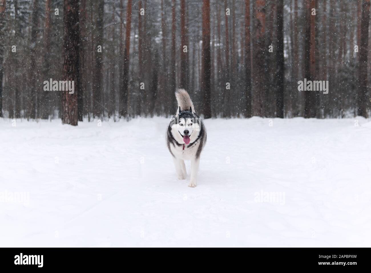 Bella razza di cane lanuginoso Alaskan Malamute nella foresta invernale durante una nevicata Foto Stock