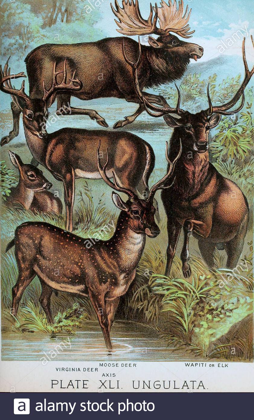 Moose Deer, Virginia Deer, Axis, Wapiti o Elk, litografia a colori vintage dal 1880 Foto Stock