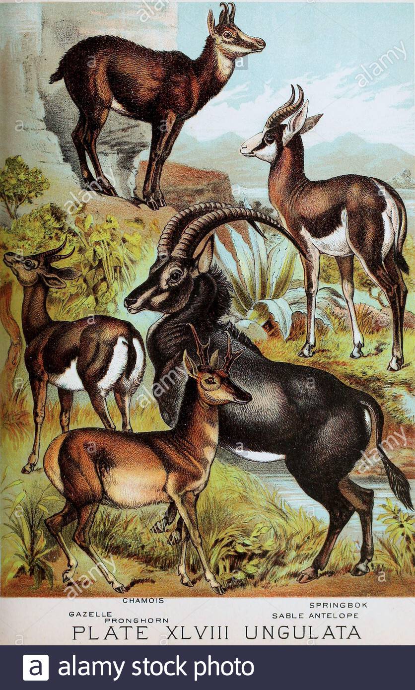 Camoscio Gazelle Pronhorn Springbok Sable Antilope Litografia A Colori Vintage Dal 1880 Foto Stock Alamy