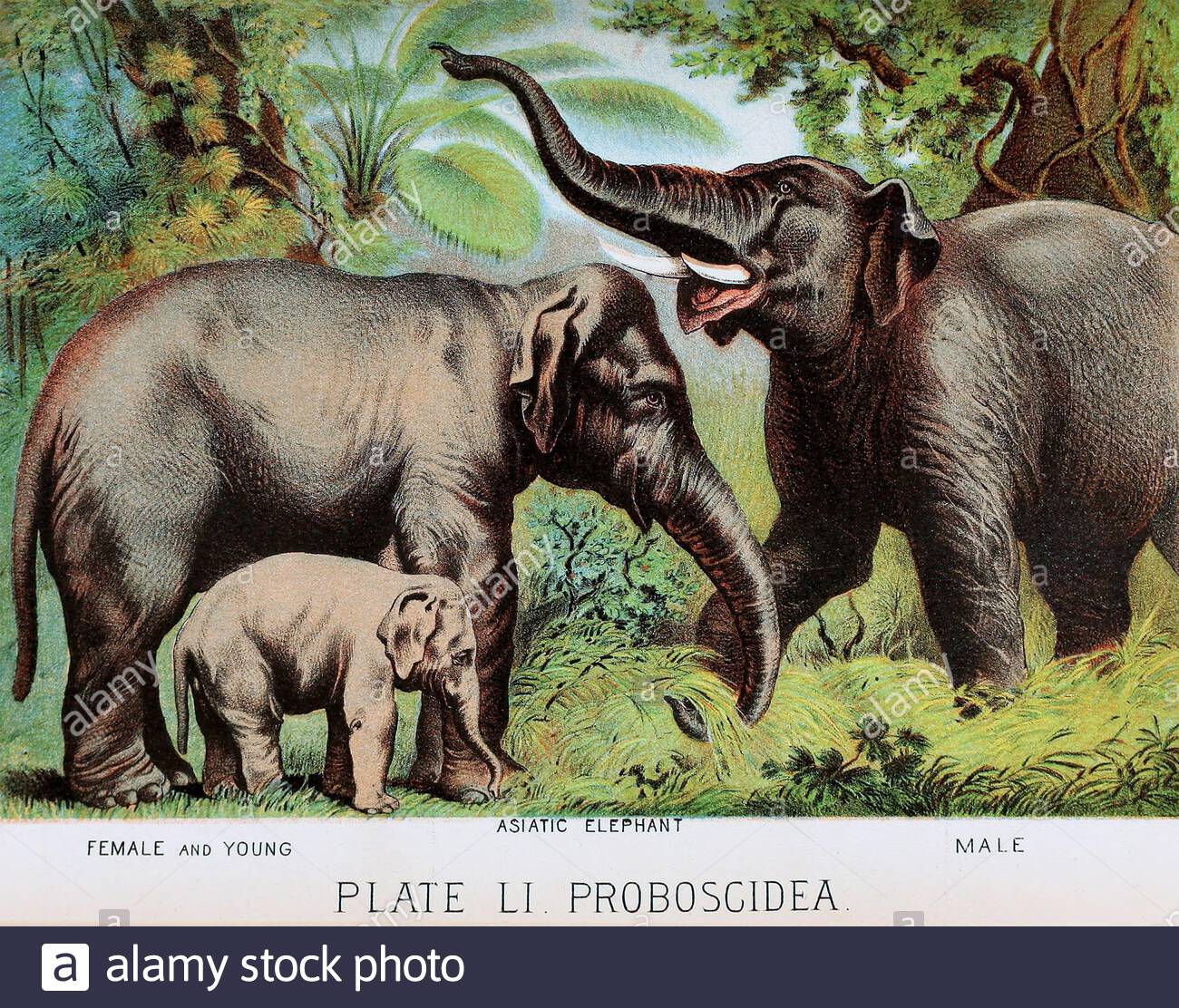 Elefante asiatico, litografia a colori vintage dal 1880 Foto Stock