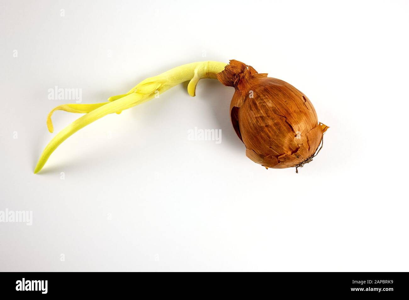 Cipolla germogliata con buccia marrone isolata su fondo bianco Foto Stock