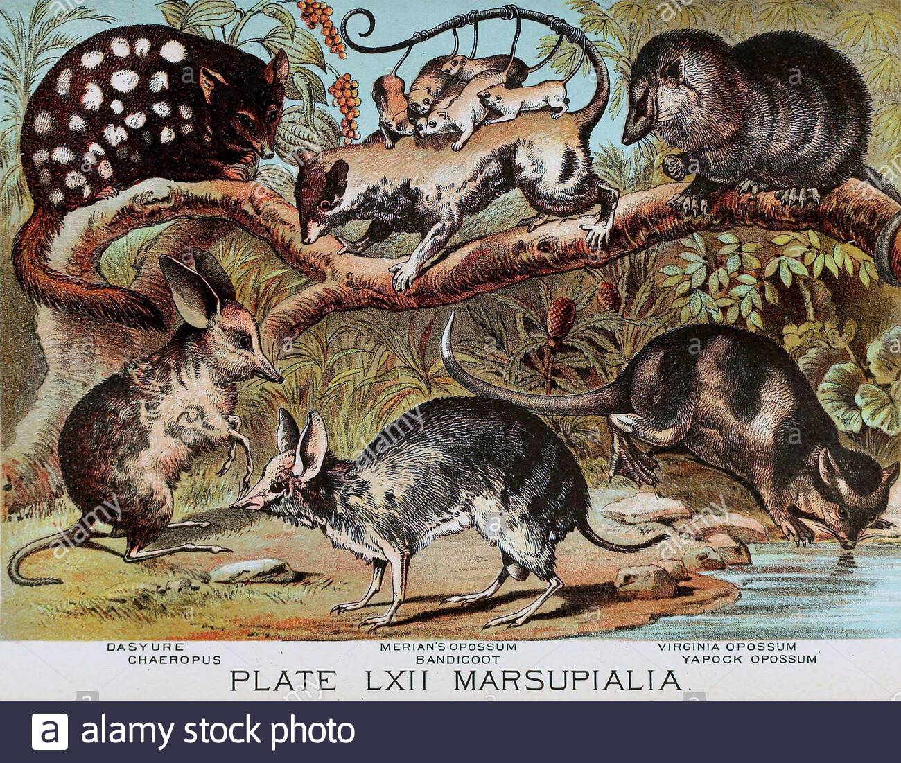 Dasyure(quoll), Chaeropus(pig-footed bandicoots) estinto, Merian's Opossum, Bandicoot, Virginia Opossum(North American Opossum), Yapock Opossum(Water Oossum), litografia a colori vintage illustrazione dal 1880 Foto Stock
