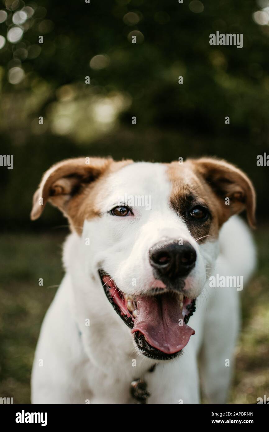 Cane Foto Stock