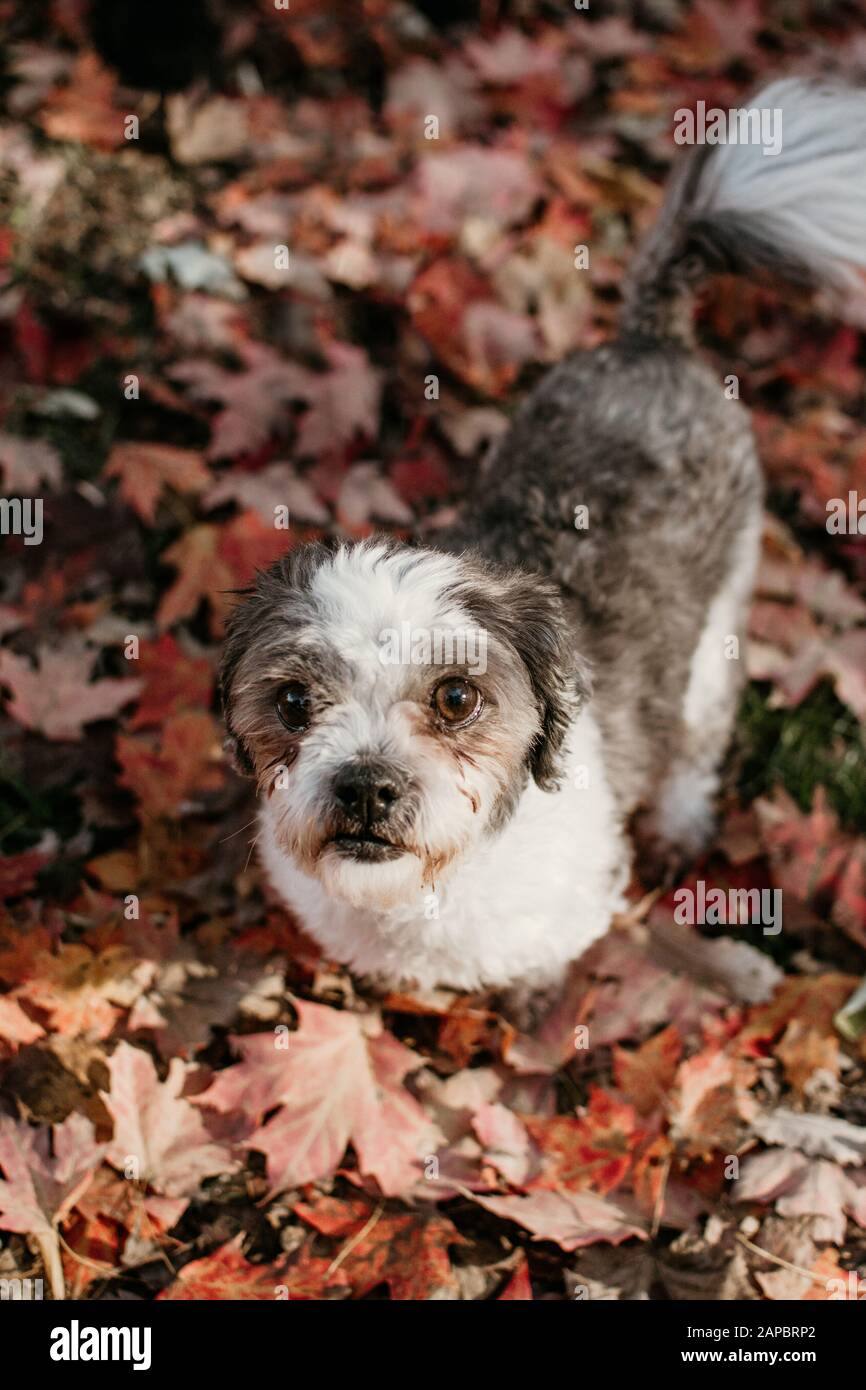 Cane Foto Stock