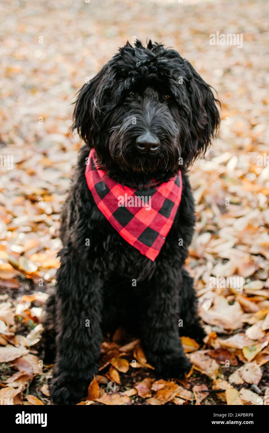 Cane Foto Stock