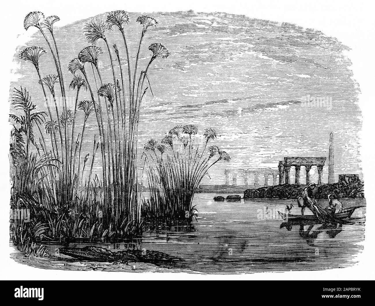 Incisione di piante di papiro sul Nilo Foto Stock