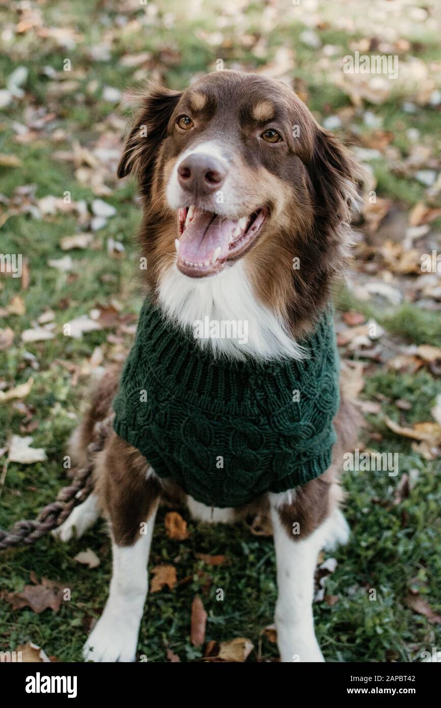 Cane Foto Stock