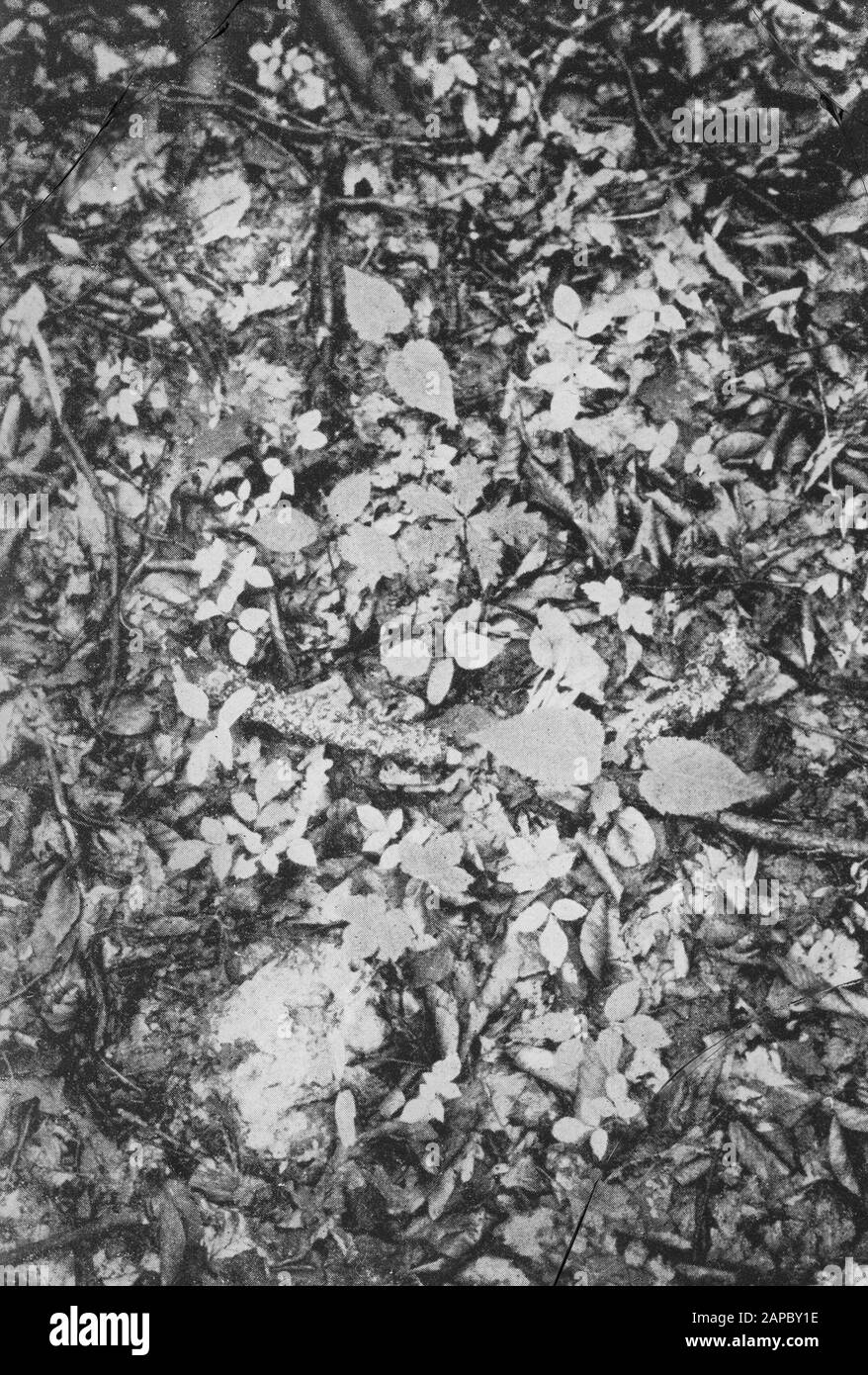 Danneggiato Data: Parole Chiave non date: Trattamento forestale, forestale, diradamento, ringiovanimento Nome personale: Quercia, frassino, acero, prunus Foto Stock