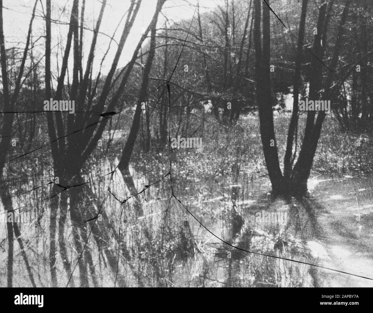 Data di danneggiamento: Parole Chiave non date: Selvicoltura, silvicoltura, estero Nome personale: Pantaloni di ontano Foto Stock