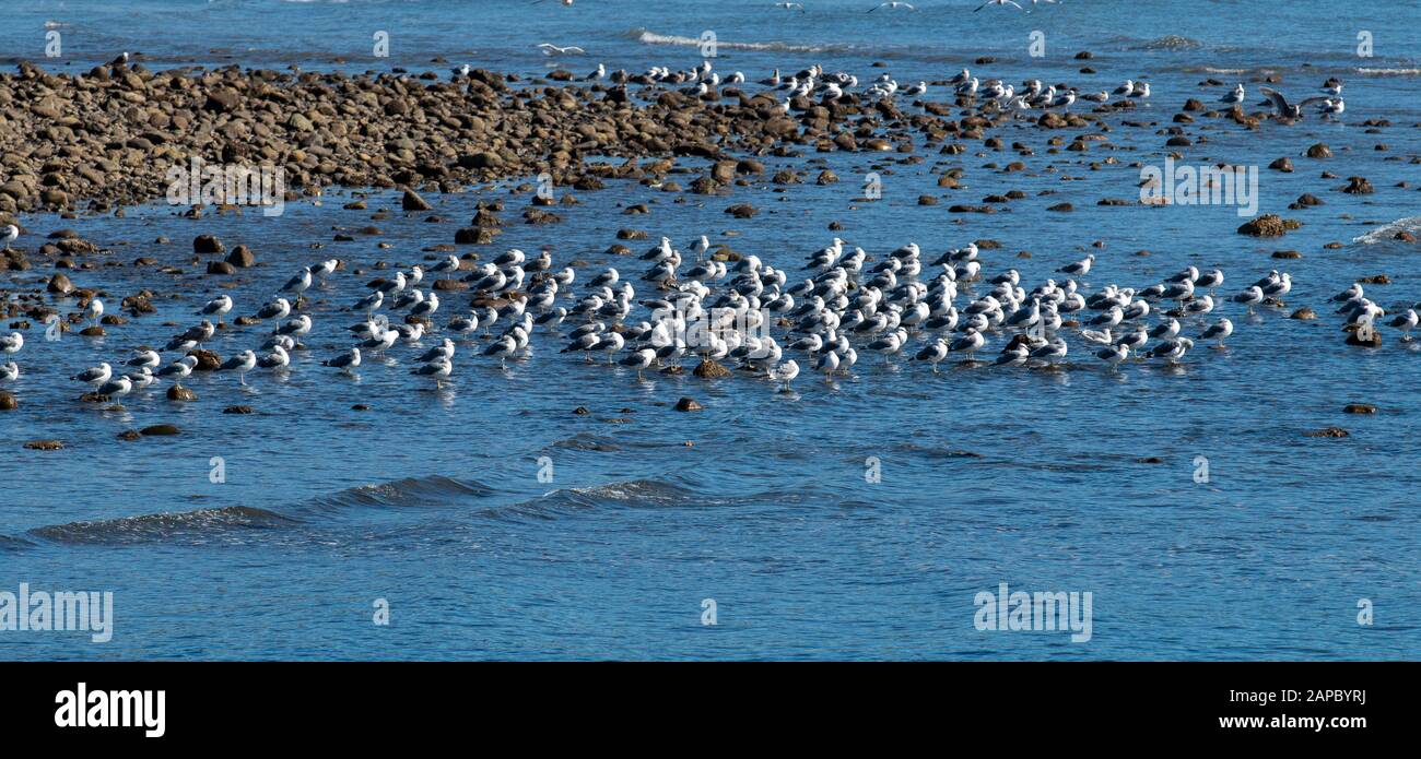 Piccoli uccelli bianchi nell'oceano di Dana Point Foto Stock