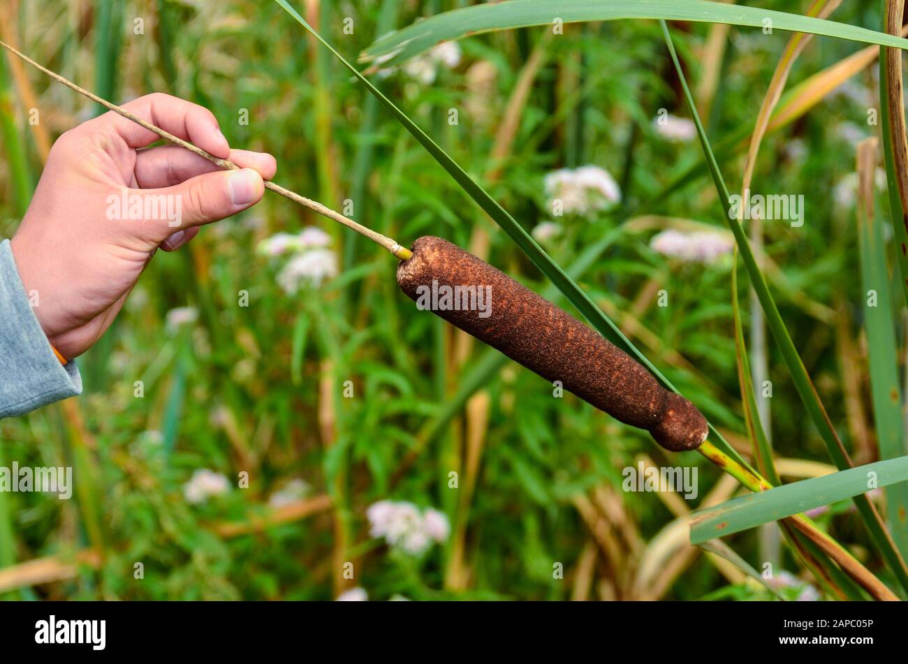 La pianta acquatica Typha gracilis: Facile da trovare lungo le rive di stagni e laghi. Con foglie piatte, strette e punte marroni molto decorative in estate Foto Stock