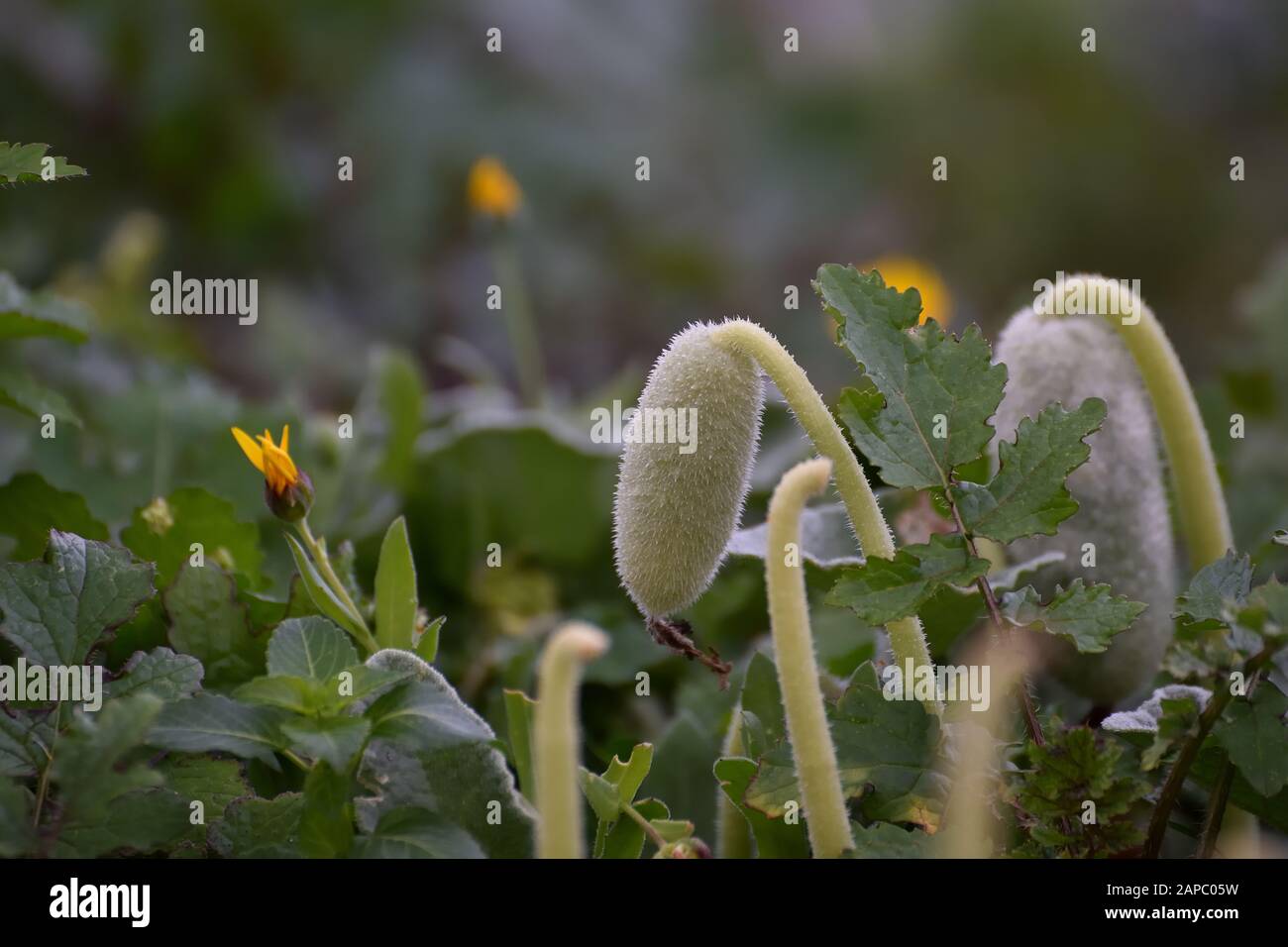 "Pepinillo del diablo" (Ecballium elaterium), che sfrutta i suoi frutti ricevendo lo sfregamento minimo, per diffondere i suoi semi Foto Stock