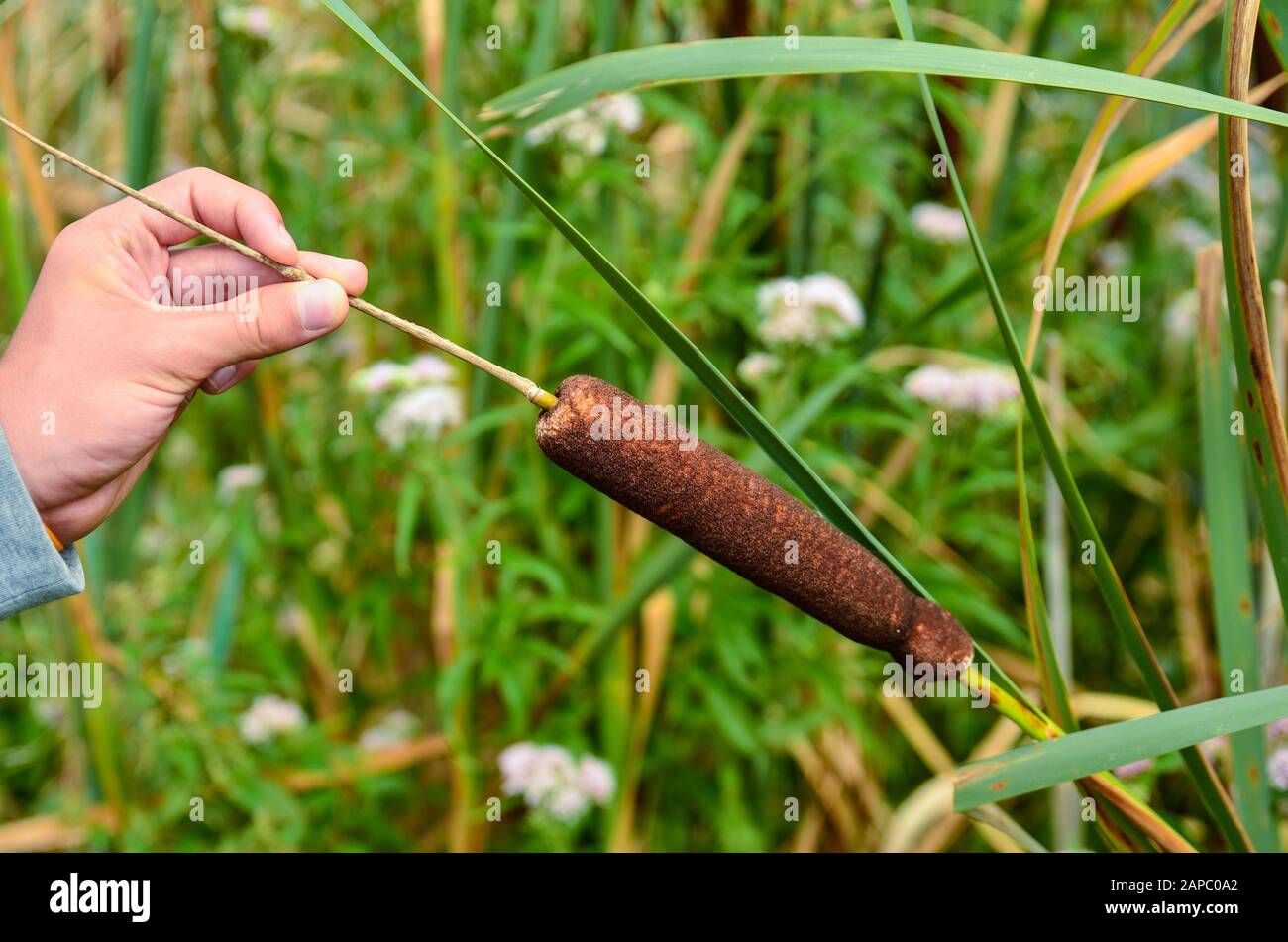 La pianta acquatica Typha gracilis: Facile da trovare lungo le rive di stagni e laghi. Con foglie piatte, strette e punte marroni molto decorative in estate Foto Stock