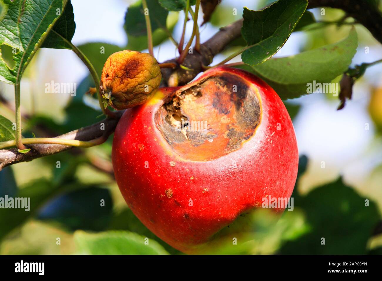 Primo piano di rosso e giallo brillante mele mature appese su un albero con foglie verdi - Viersen (Kempen), Germania Foto Stock