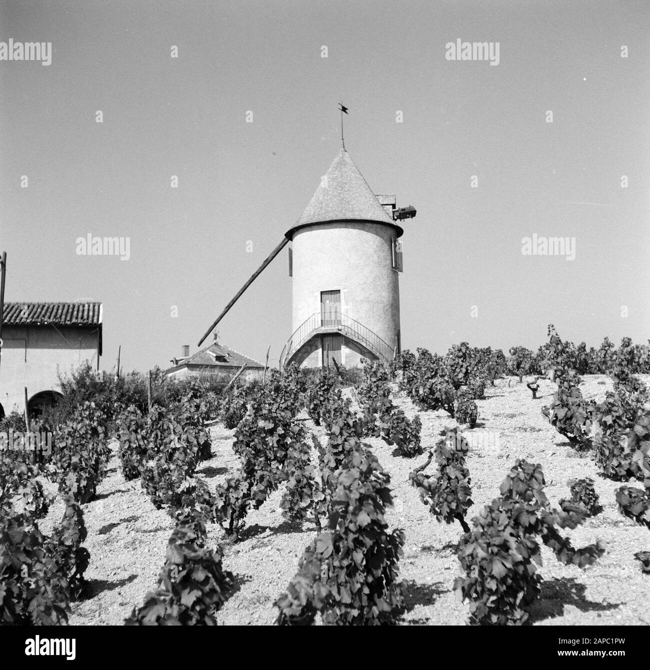 Regione del vino - Beaujolais Descrizione: Mulino a vento 13th secolo nei vigneti del Moulin á Vent Data: Non ondato posizione: Borgogna, Francia Parole Chiave: Viticoltura, regioni vinicole, mulini a vento Foto Stock