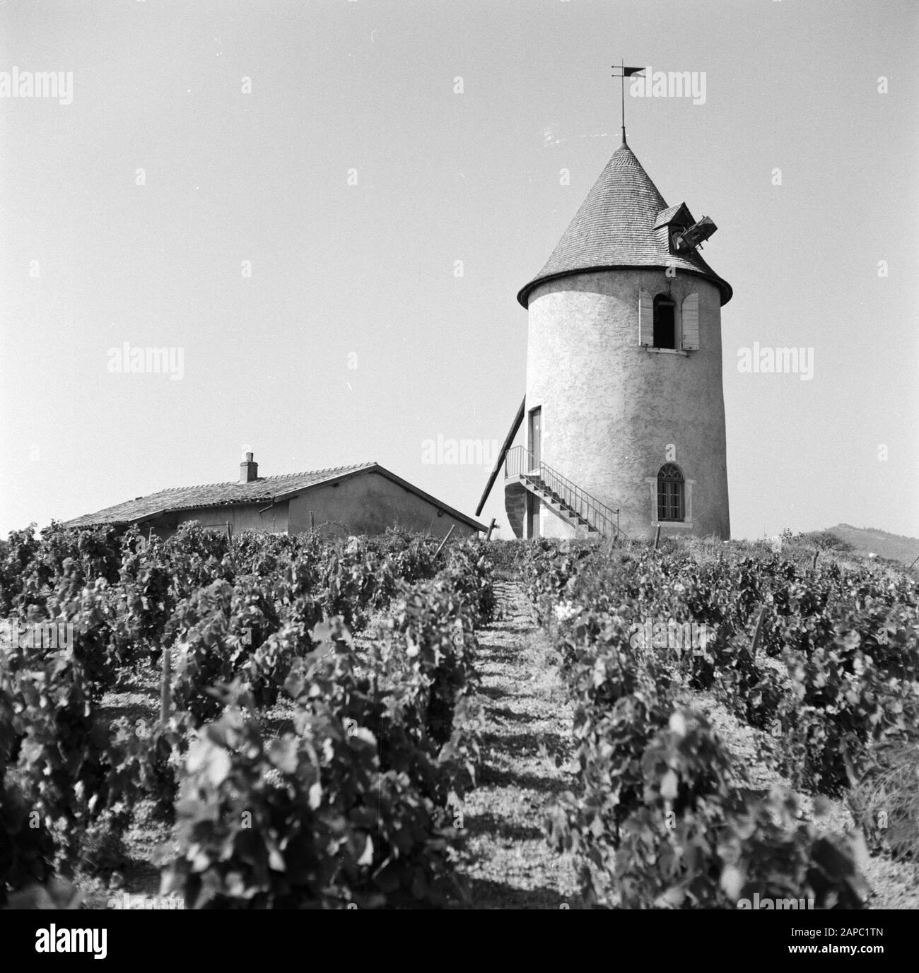 Regione del vino - Beaujolais Descrizione: Mulino a vento 13th secolo nei vigneti del Moulin á Vent Data: Non ondato posizione: Borgogna, Francia Parole Chiave: Viticoltura, regioni vinicole, mulini a vento Foto Stock
