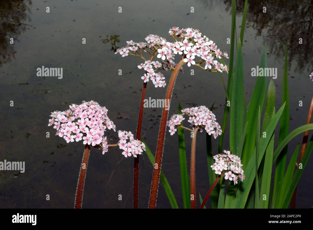 Darmera peltata (rabarbaro indiano) è originaria del gruppo montuoso degli Stati Uniti occidentali. Foto Stock