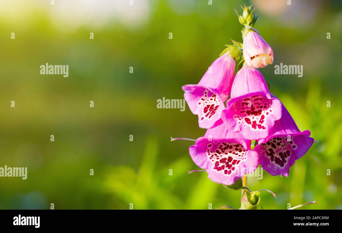 Digitalis purpurpurea fiore (foxglove, foxglove comune, foxglove viola o guanto da donna) in estate giornata di sole. Spazio di copia Foto Stock