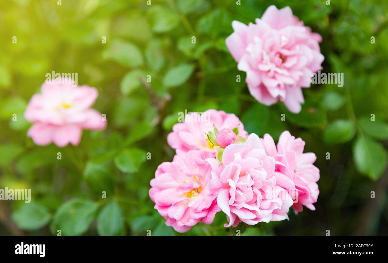 Rosa Inglese Rosa. Fiori sullo sfondo con sole nel giardino estivo Foto Stock
