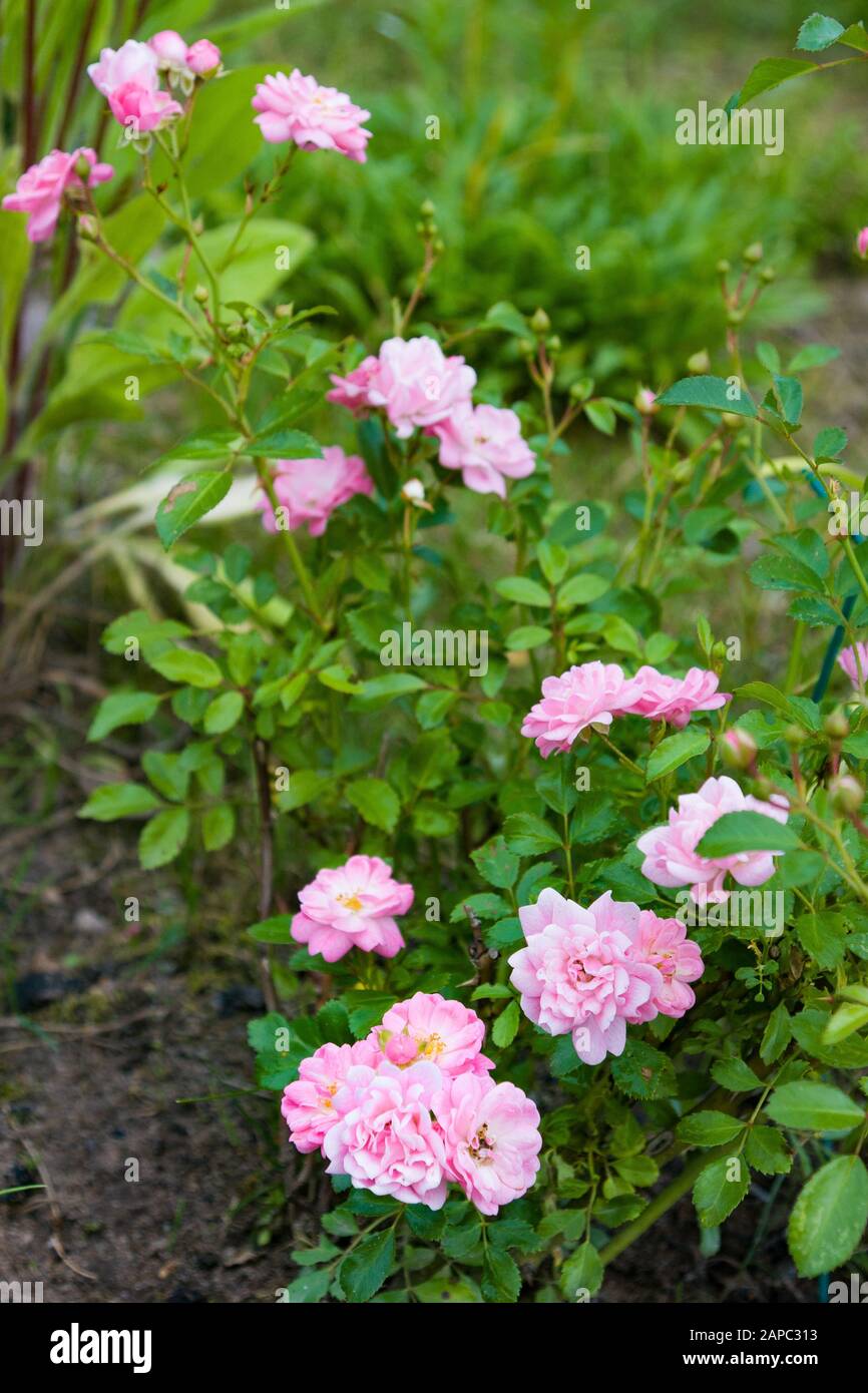 Rosa Inglese Rosa. Fiori sullo sfondo con sole nel giardino estivo Foto Stock