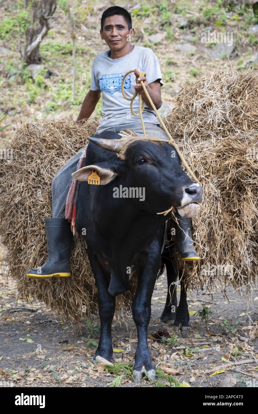 America Centrale, Nicaragua. Una mano ranch cavalcando un torello e portando fieno sull'isola rurale di Ometepe Foto Stock