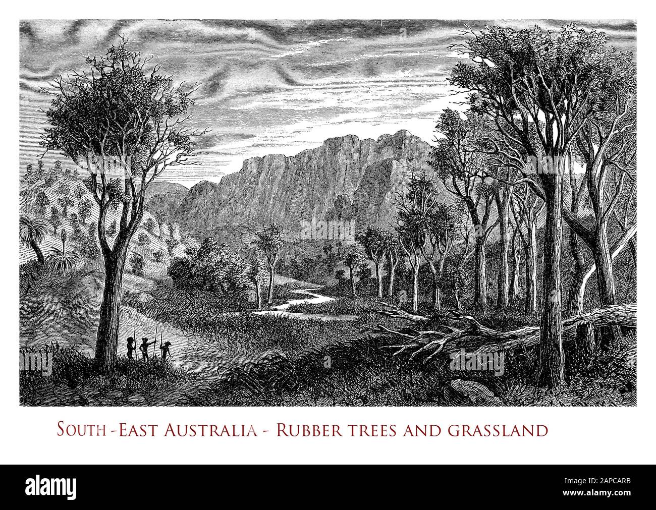 L'ecoregione montana del sud-est dell'Australia è una foresta temperata, nelle parti umide cresce l'albero di gomma fino a 30 - 40 metri di altezza con un ampio baldacchino Foto Stock