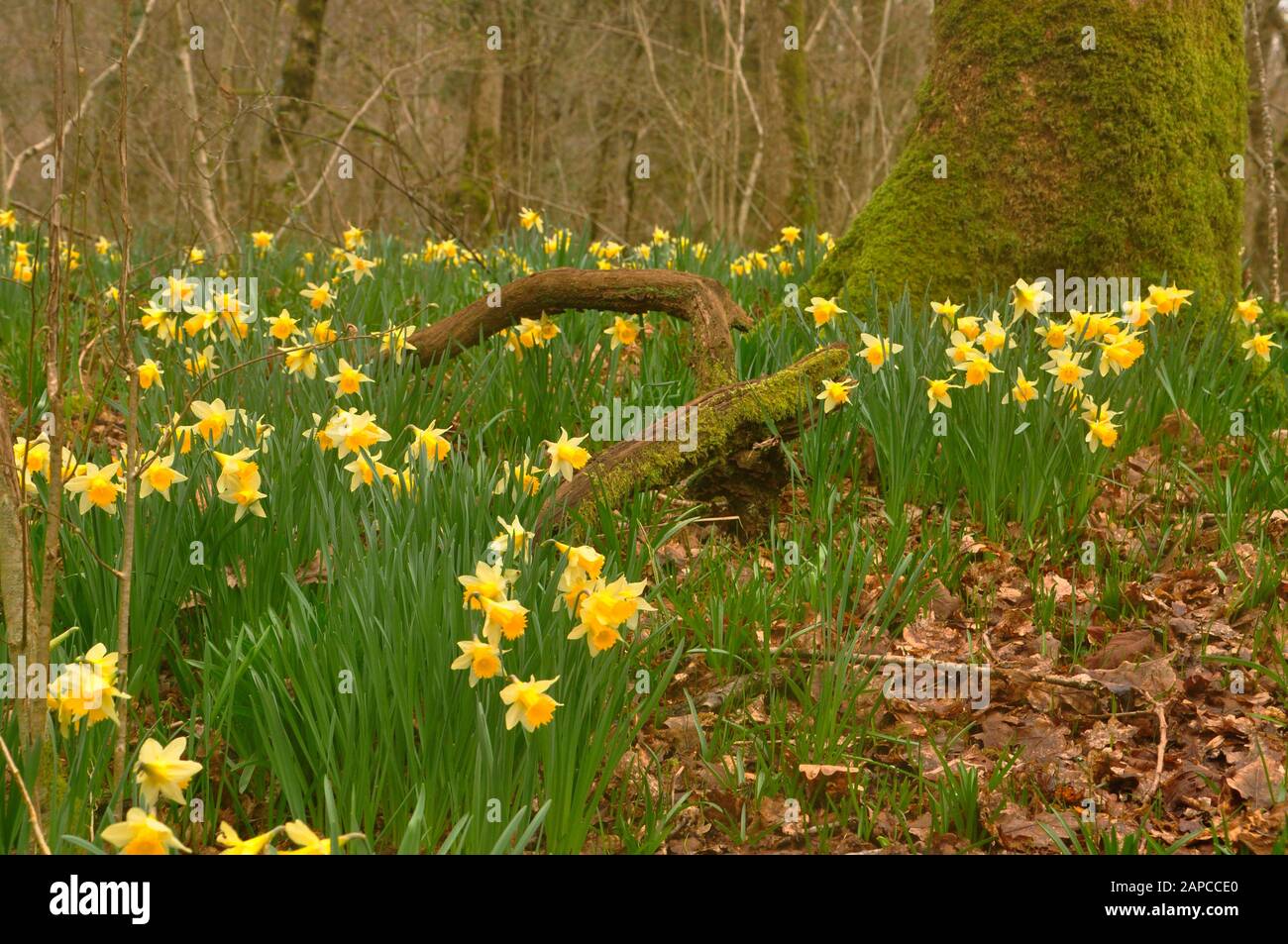 Narcisi selvatica (pseudoonarciso di Narciso) che cresce in un vecchio bosco di nocciolo coppicato nel Somerset.Under un albero coperto di muschio.UK Foto Stock