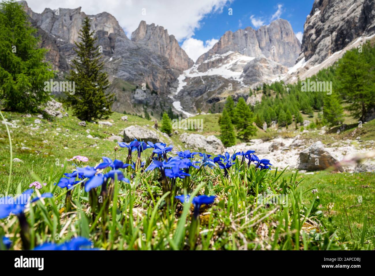 Gentile verna fiore di montagna sullo sfondo del massiccio della Marmolada. Dolomiti. Foto Stock