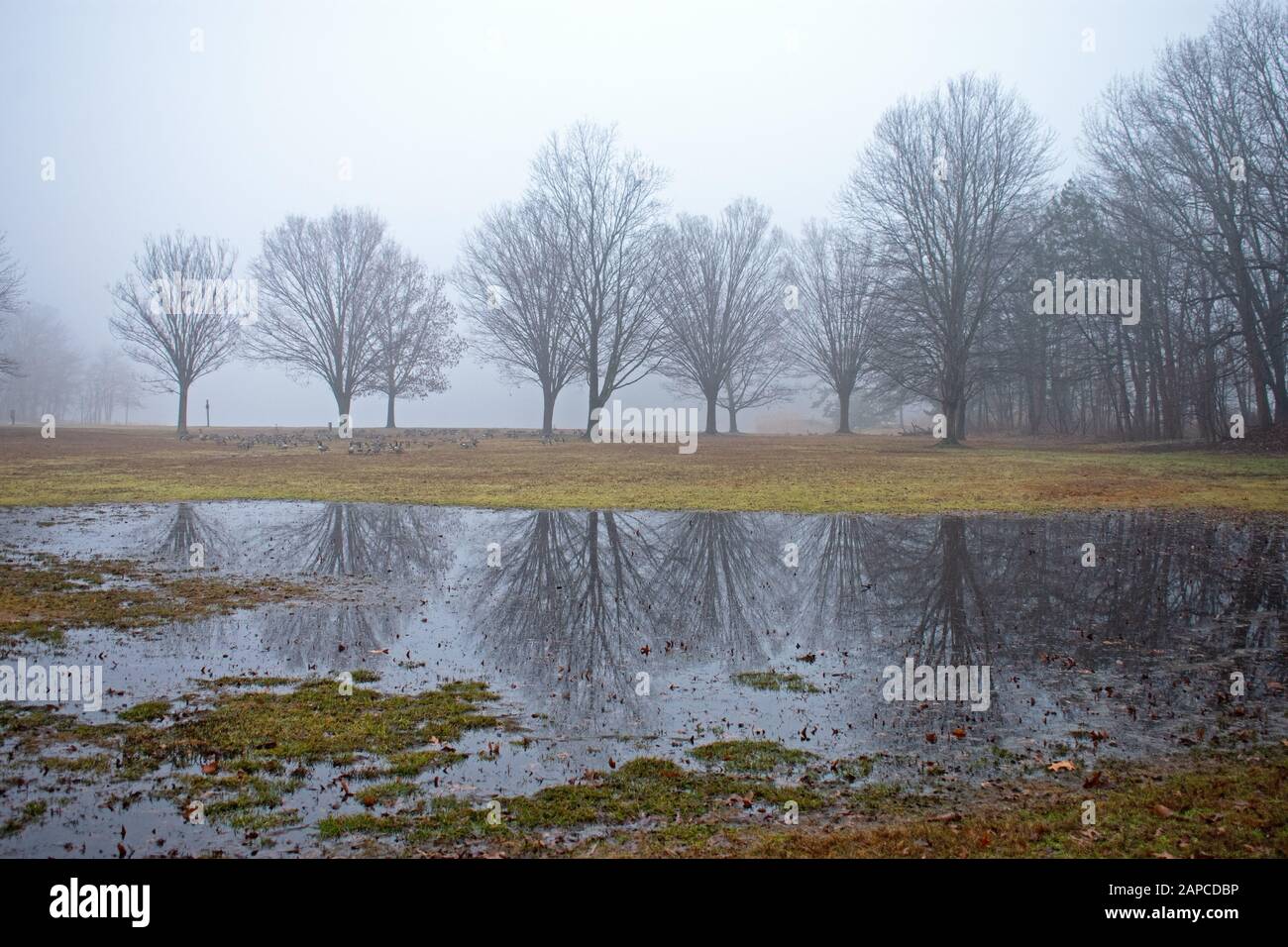 Appena visibile attraverso la nebbia sono brulle querce i cui riflessi sono visibili anche in grandi pozzanghere sul prato del Cheesequake state Park a Mataw Foto Stock