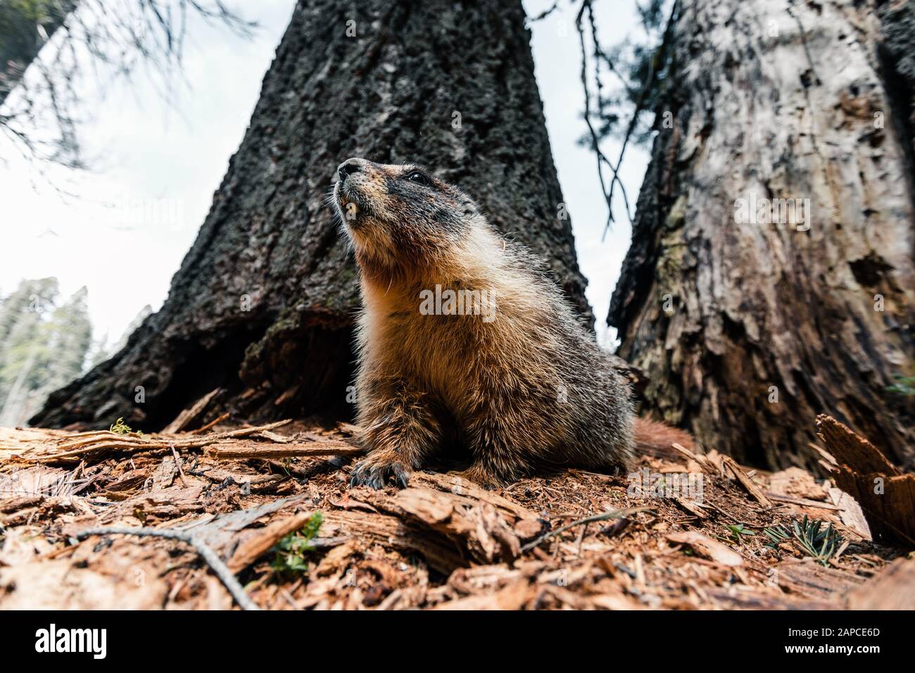 Le marmotte sono scoiattoli di terra relativamente grandi con 15 specie che vivono in Asia, Europa e Nord America. Sono i membri più pesanti dello scoiattolo Foto Stock