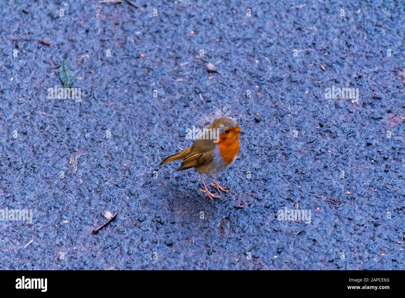 Red Robin in posa per una foto a Rouken Glen Park, Glasgow. Foto Stock