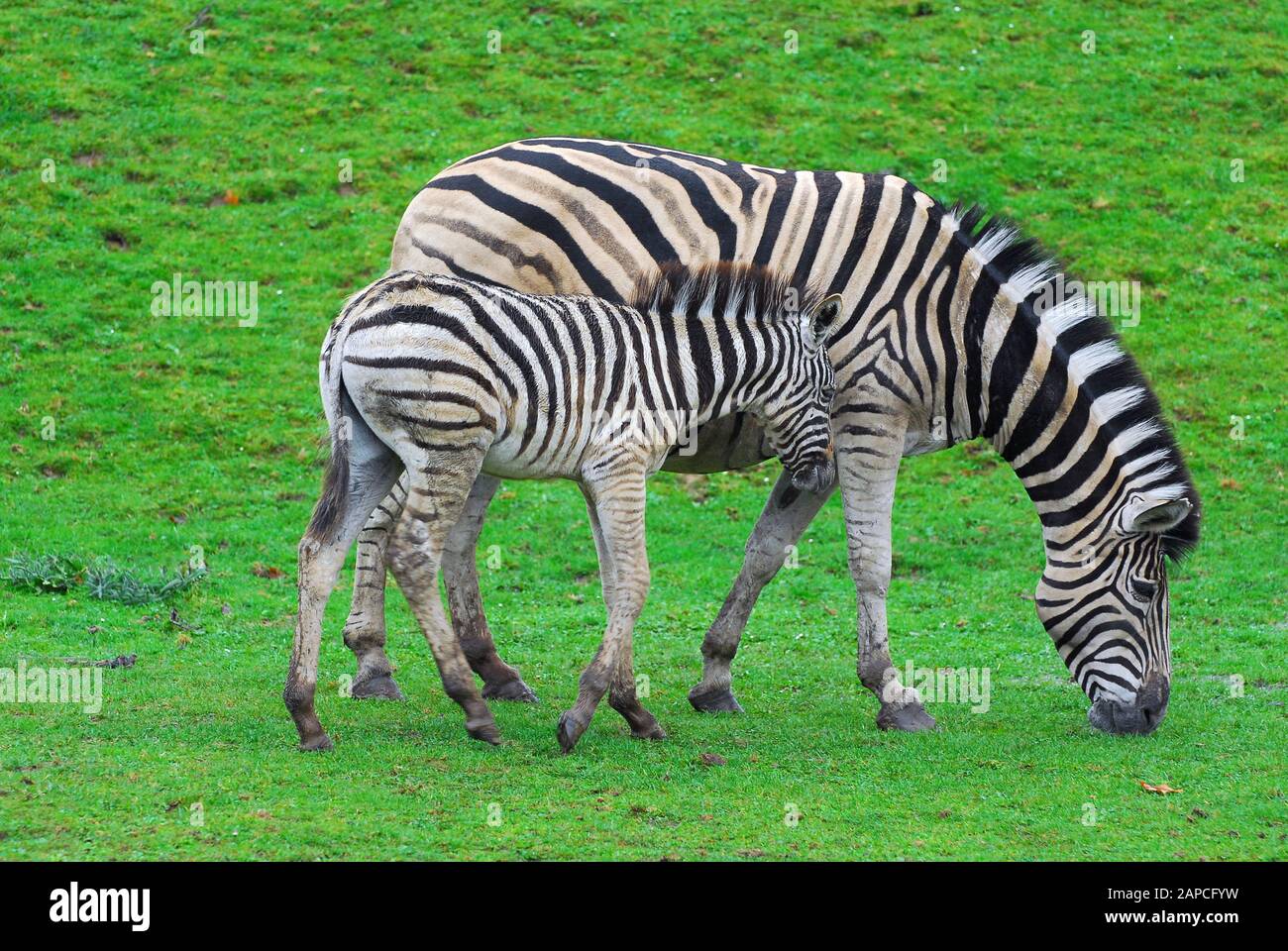 Zebra di Chapman, chapmani di Equus quagga, alföldi zebra di Chapman Foto Stock