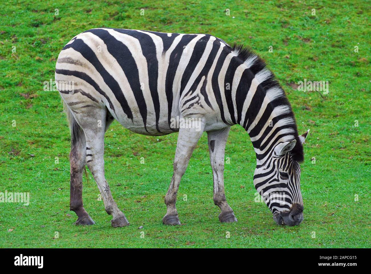 Zebra di Chapman, chapmani di Equus quagga, alföldi zebra di Chapman Foto Stock