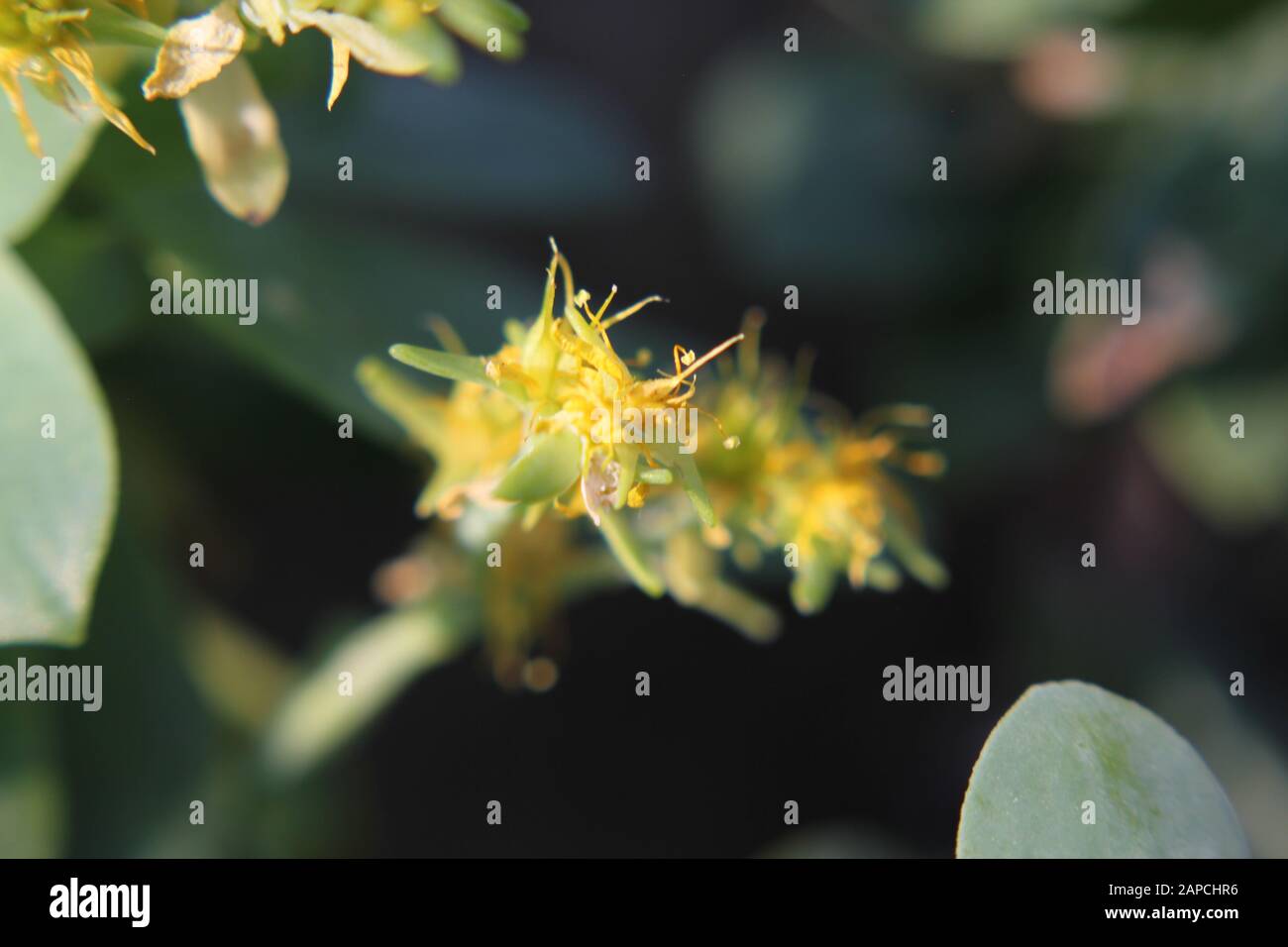 Sedum, gronecrop oraimoss, gronecrop muschio, sedum oraimos, gronecrop morso, wallpepper, acro di sedum Foto Stock
