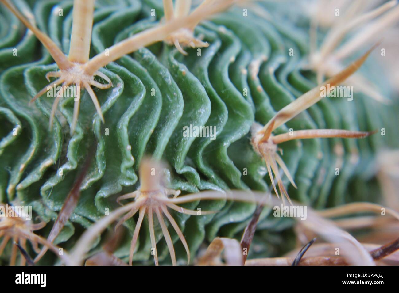 Wave Cactus, Brain Cactus, Zacatecasensis, Stenocactus Multicostatus, Foto Stock