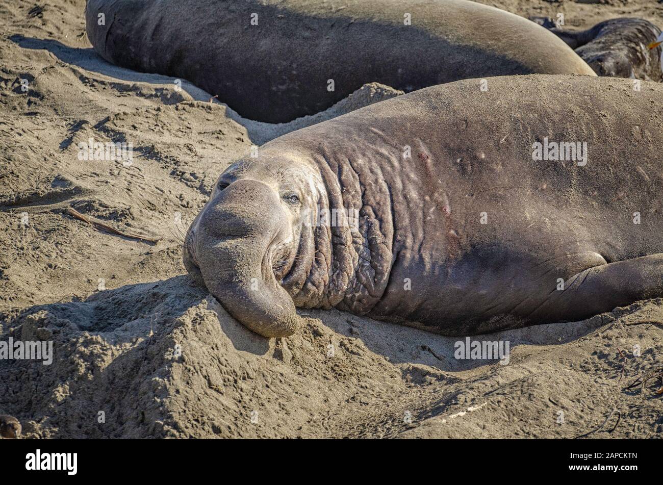 Un maschio del nord Elephant Seal (Mirounga angustirostris) si crogiola al sole in una colonia di allevamento a Piedras Blancas, San Simeon, CA. Foto Stock