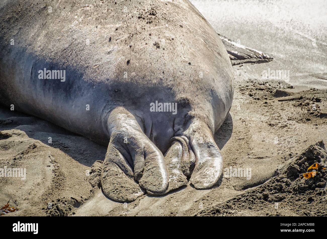 Primo piano delle pinne posteriori di un Sigillo dell'Elefante del Nord (Mirounga angustirostris) a Piedras Blancas, San Simeon, CA. Foto Stock