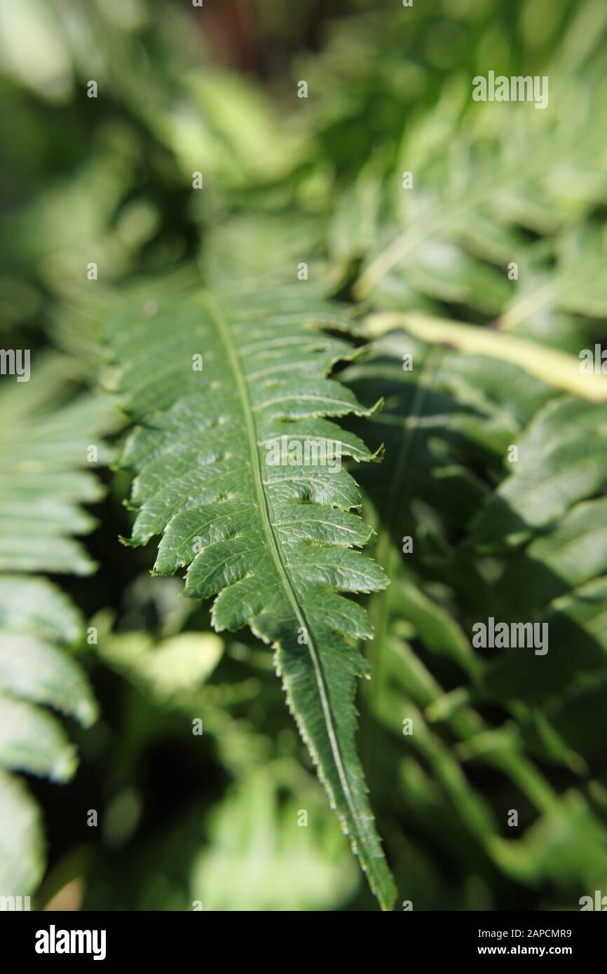 Bella Signora d'Argento Fern verde felce in giardino, Blechnum gibbum Foto Stock
