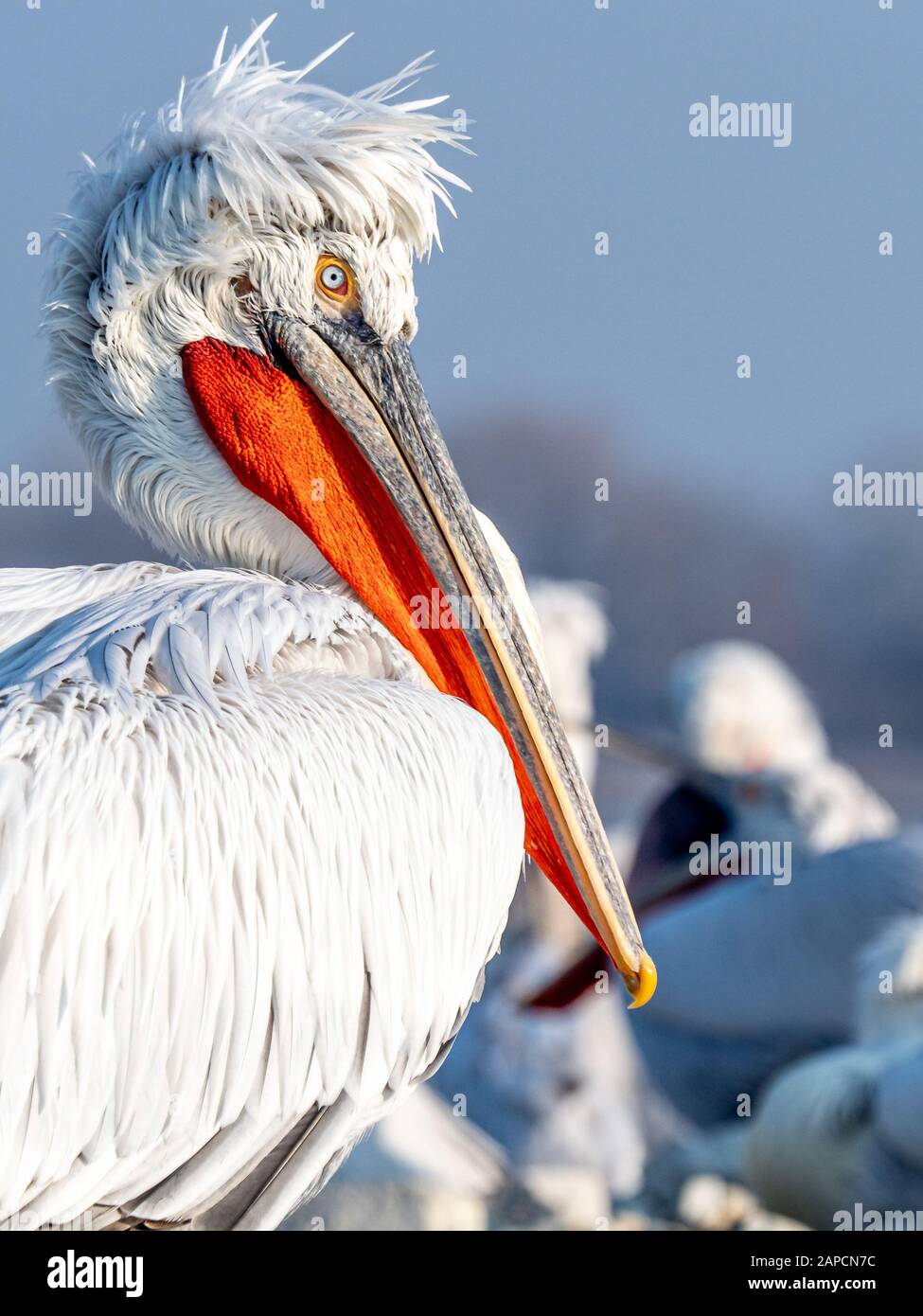 Ritratto di Pelican dalmata nel lago Kerkini Foto Stock