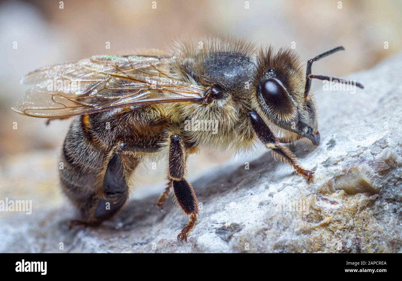 Western miele delle api (Apis mellifera) Foto Stock