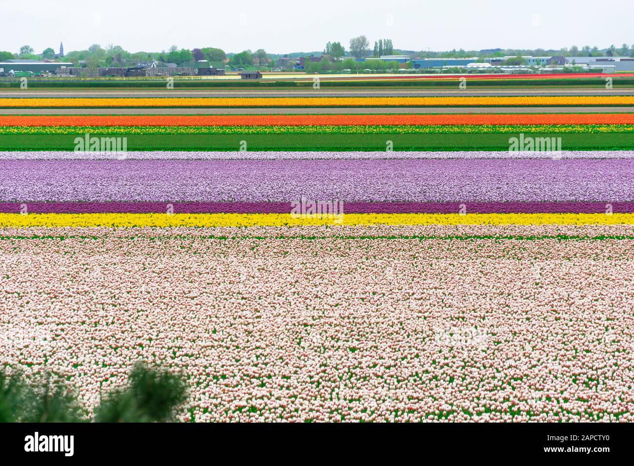 Tulipani multicolore campi in Olanda Foto Stock