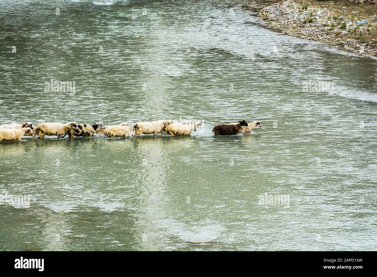 Pecore che attraversano il fiume nella città albanese Berat Foto Stock