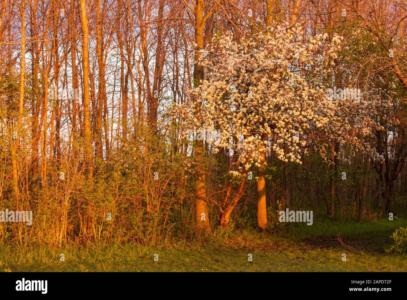 Spring Crabapple Tree Blooming A Fox River A Brookfield, Wisconsin Foto Stock