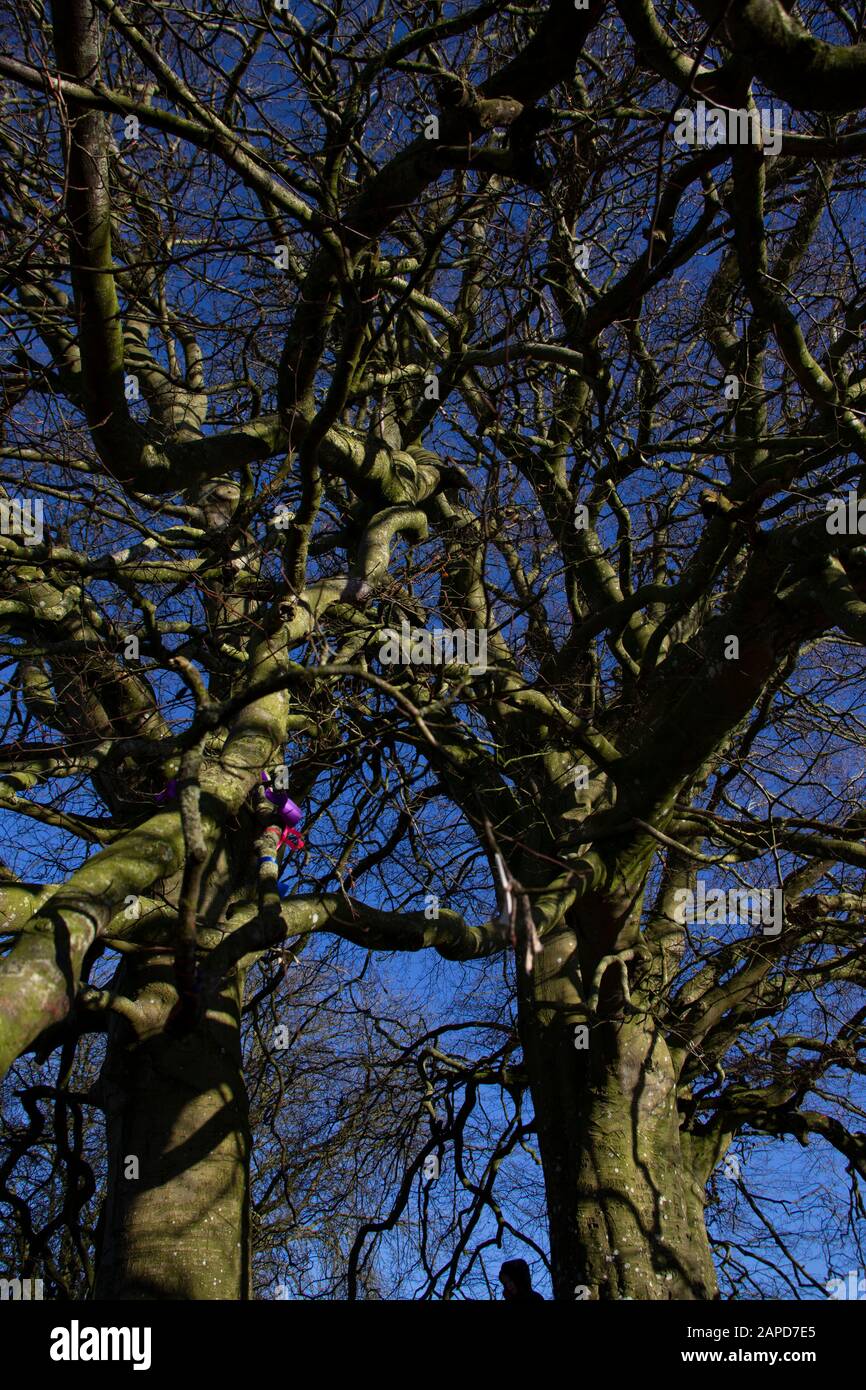 L'albero della vita, albero magico ad Avebury, Wiltshire. Foto Stock
