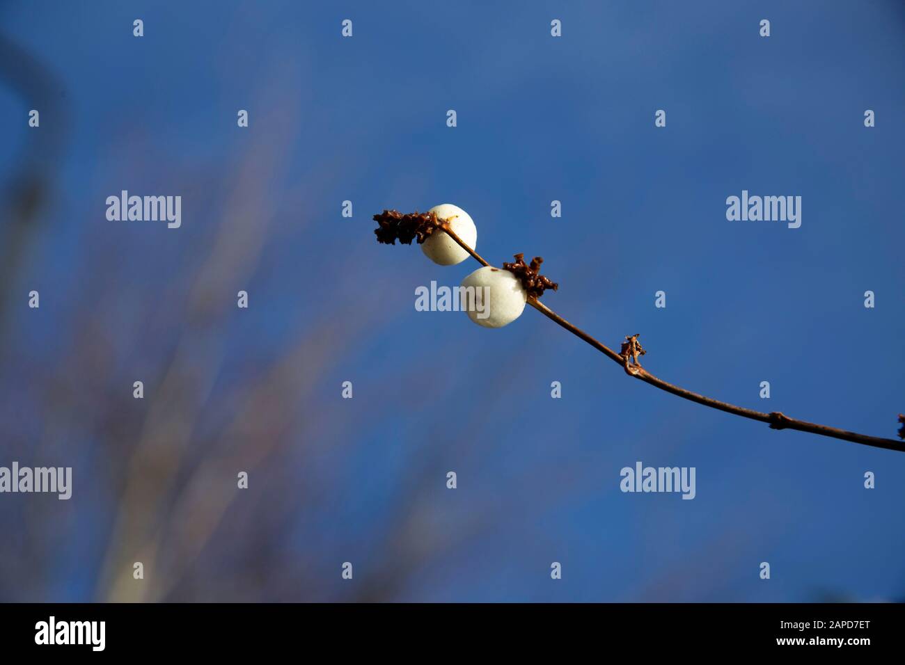 Symphoricarpos, comunemente noto come il mirtillo, il waxberry, o il ghostberry contro un cielo blu chiaro. Foto Stock