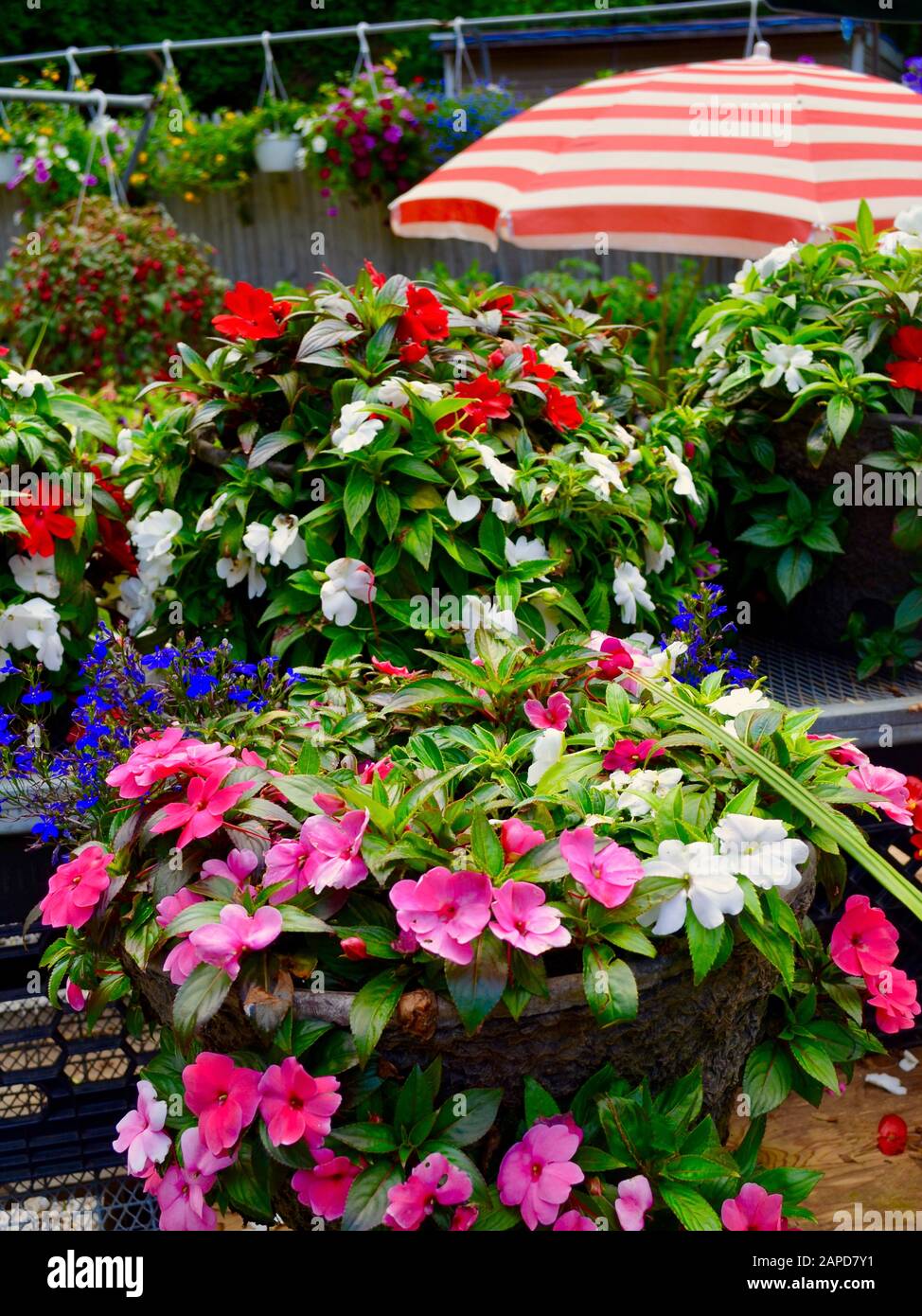 Bella disposizione di fiori plantds andf in un cascinato stradale. Long Island, New York. Foto Stock