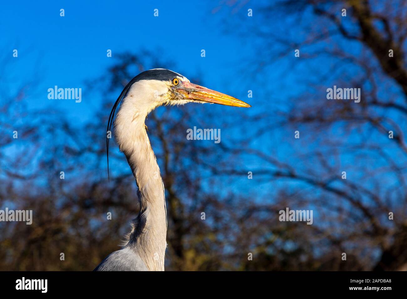 Primo piano di un airone a Hyde Park, Londra, Regno Unito Foto Stock