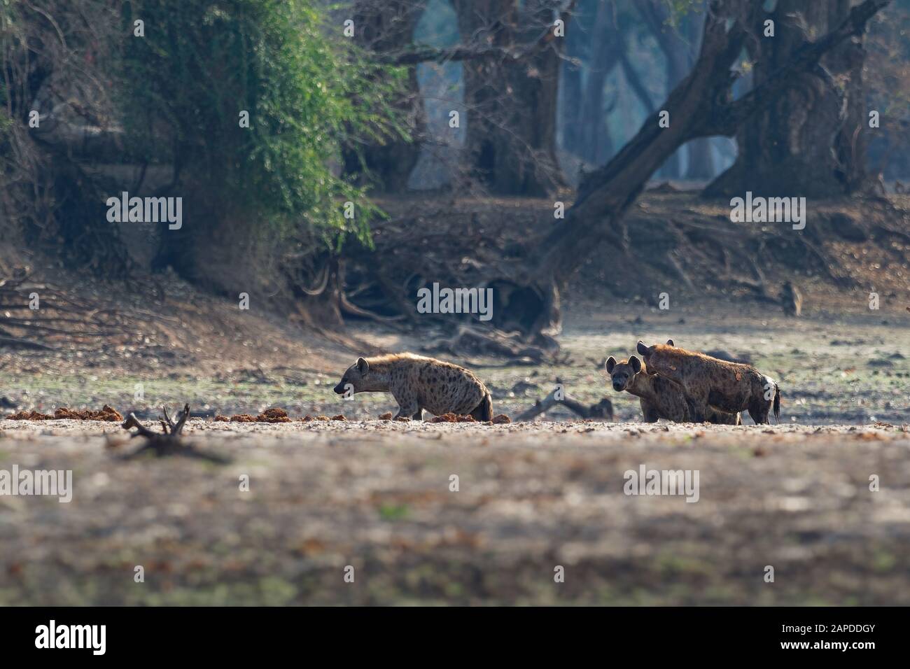 Spotted Hyena - Crocuta crocuta dopo i pasti a piedi nel parco per il cadavere. Bel tramonto nelle Piscine di Mana. Zimbabwe, sembra dall'inferno. Foto Stock